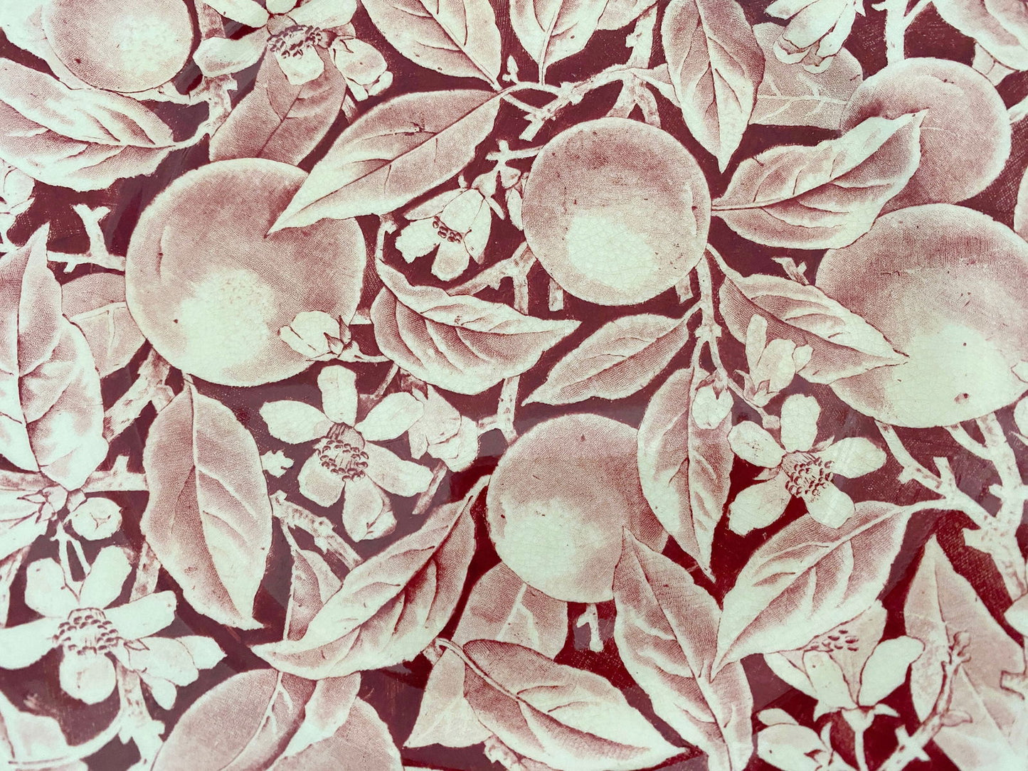 Vintage Royal Cauldon Madeira Pattern Plate at Duckwells