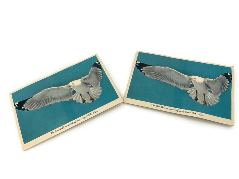 Midcentury Cape Cod Souvenir Squeaker Postcard - Duckwells