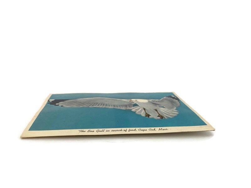 Midcentury Cape Cod Souvenir Squeaker Postcard - Duckwells