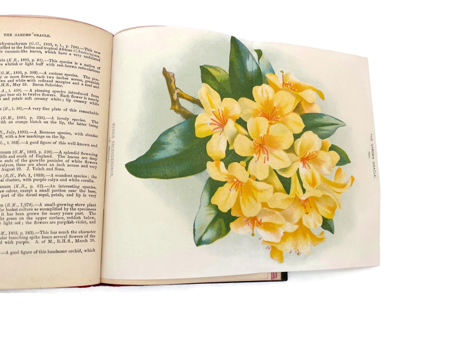 Antique Book, The Garden Oracle and Floricultural Yearbook 1894 at Duckwells
