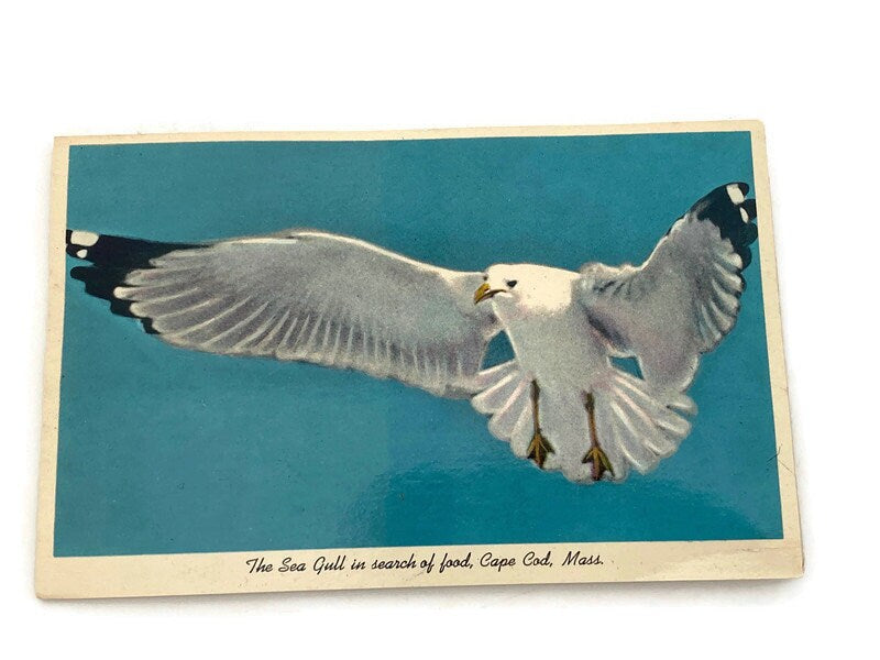 Midcentury Cape Cod Souvenir Squeaker Postcard